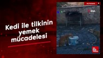 Nemrut Dağı'nda kedi ile tilkinin yemek mücadelesi