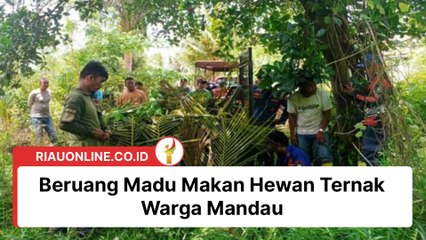Beruang Madu Makan Hewan Ternak Warga Mandau, Dilepaskan Liarkan Usai Dievakuasi