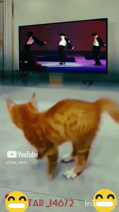 __Break dance__ #shorts #001 #cat  #music  @Star_14672