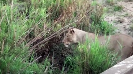 African Lioness Natural Hunting Talents