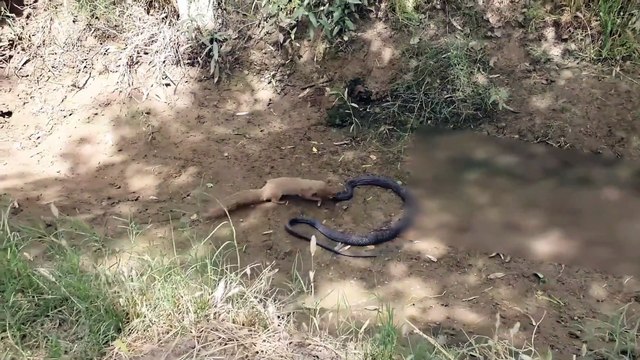 How powerful are mongooses The venomous snake has no resistance in front of it, just like eating spicy strips