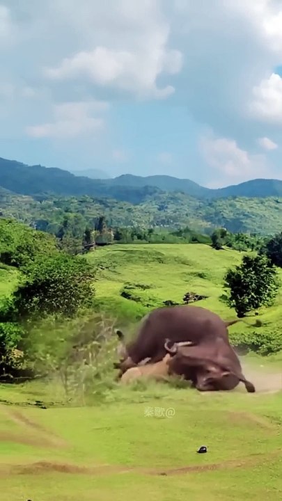 Bison vs lion wild animal close distance animal fighting competition lion