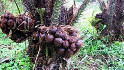 Salak fruit, Know the 7 Benefits for our health and How to Consume it