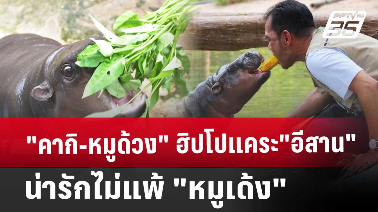 "คากิ-หมูด้วง" ฮิปโปแคระ"อีสาน" น่ารักไม่แพ้"หม...