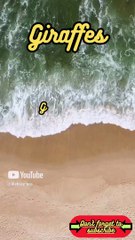 Animal Facts Giraffes #shorts