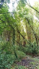 Muğla'nın Çınar Ağaçları ve Çevreyi Koruma Mücadelesi