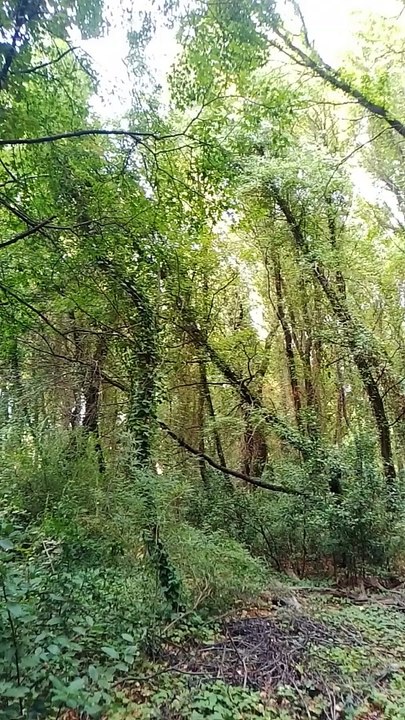 Muğla'nın Çınar Ağaçları ve Çevreyi Koruma Mücadelesi