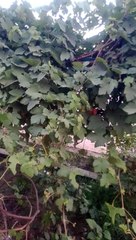 English song....♥️_foryou _100k _100k _viewsproblem _JahanFansWahanStadium _CapCut _foryoupage __aesthetic_samii(MP4)