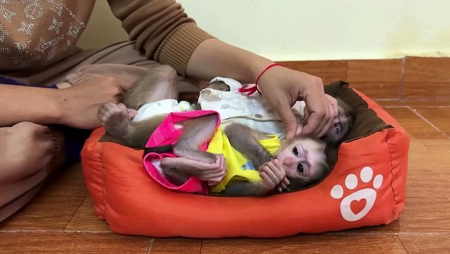 Adorable Baby Monkey Sleeping Peacefully | Calm and Cute Moments