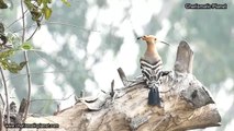 Eurasian Hoopoe Caught in Action – Watch This Spectacular Bird!