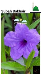 Subah Bakhair