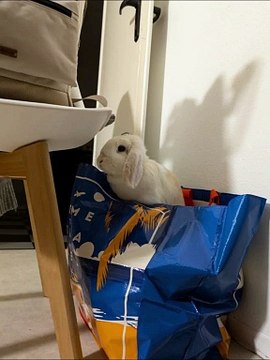 #lapin #rabbit #bunny #cute #rabbitsofinstagram #love #lapinnain #animal #pet #france #animals #lapinou #bunniesofinstagram #rabbits #paris #bunnylove #bunnies #mignon #picoftheday #photography #rabbitstagram #pets #instarabbit #instabunny