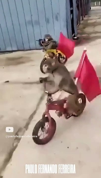 Monkey Race