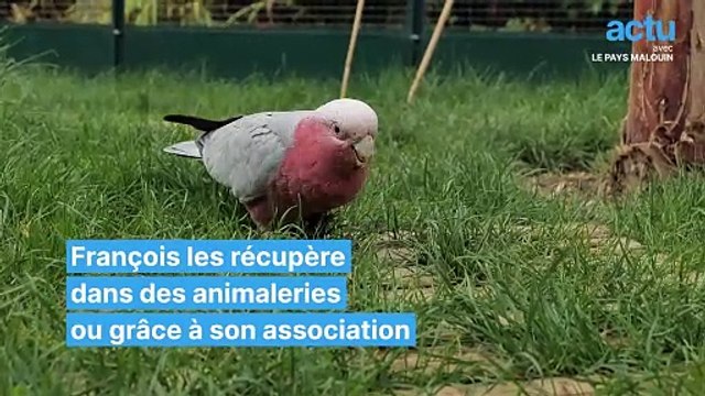 François offre un refuge aux perroquets maltraités ou abandonnés