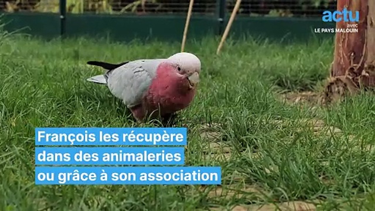 François offre un refuge aux perroquets maltraités ou abandonnés