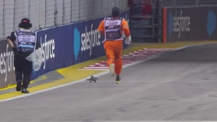 Lizard on F1 track disrupts final Singapore Grand Prix practice session