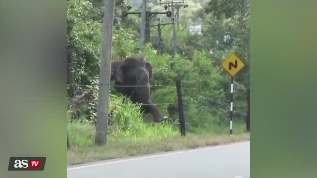 An elephant approaches an electrified fence, and its reaction racks up millions of views.