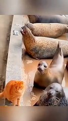 Funny animals - Unusual Memes - Funny Pet Videos