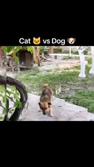 Angry cats videos - Funny Animals