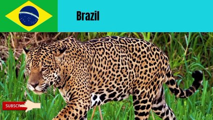 A guide to National Animals of 100 countries in alphabetical order