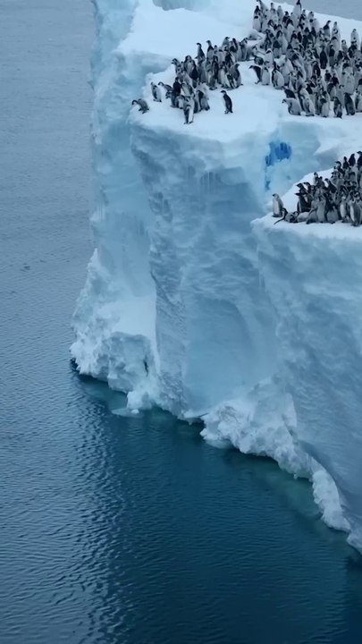 Baby Penguins Jump Off 50-Foot Cliff in Antarctica #penguins
