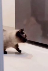 Funniest animal |funny cats and dogs funny moment