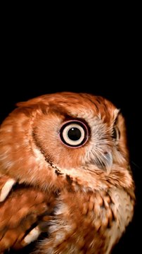 owl looking for pray at night