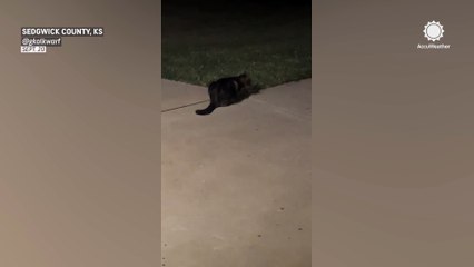 Kansas cat retreats indoors after hearing thunder during storm