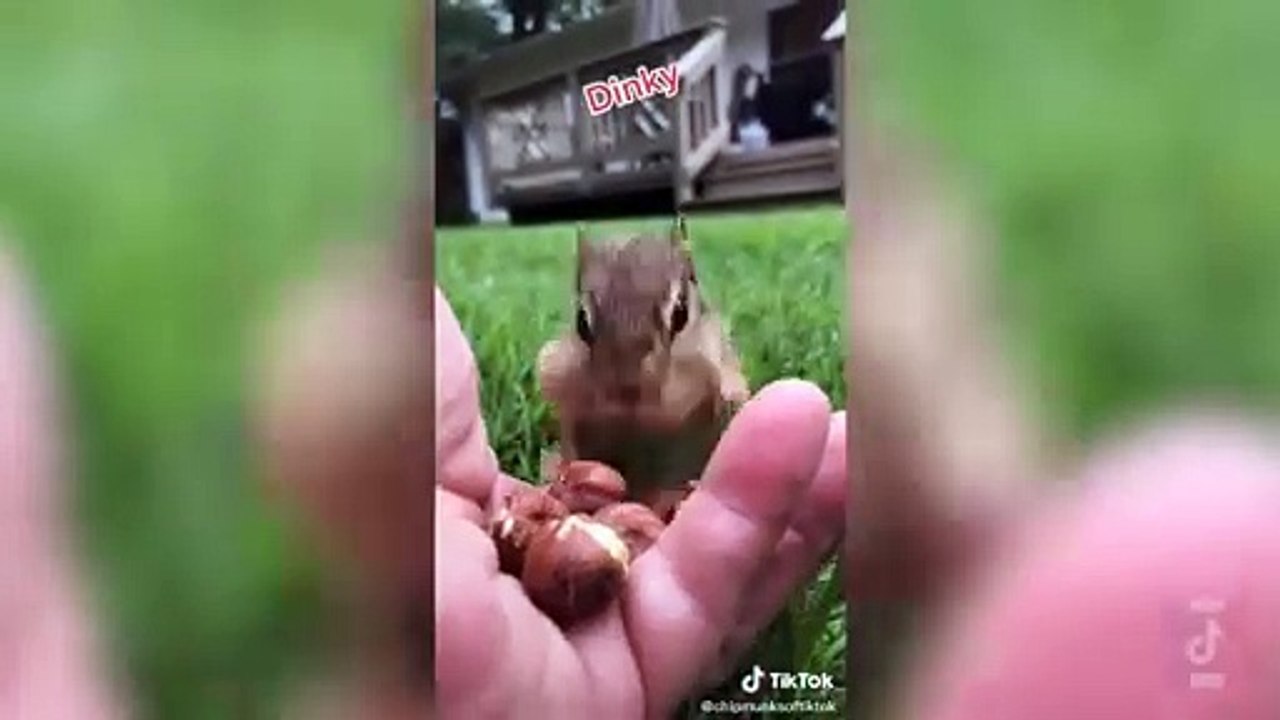 LES TIKTOK D'ANIMAUX QUI M'ONT FAIT LE PLUS RIRE EN 2021 ! (Compilation)