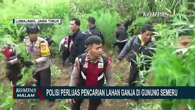 Temukan 38 Titik Lahan Ganja di Gunung Semeru, Polisi Perluas Pencarian dengan Drone!