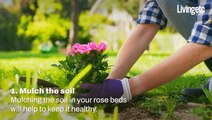 Tips For Growing Beautiful And Healthy Roses