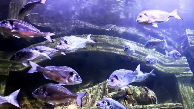 Relaxation film Beautiful Aquarium with colorful fish and relaxing music.