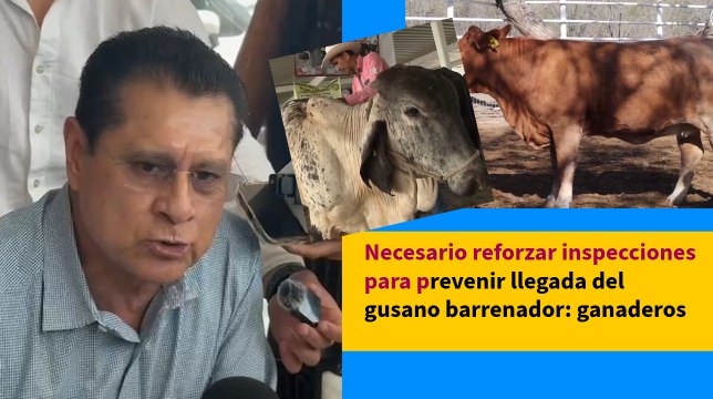 Necesario reforzar inspecciones para prevenir llegada del gusano barrenador: ganaderos