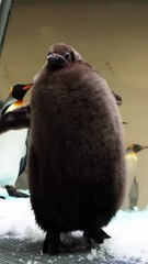 Conheça Pesto, o pinguim-rei bebé mais pesado deste aquário australiano