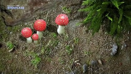 El Mundo de los Dinosaurios: Adaptaciones y Caza en Grupo