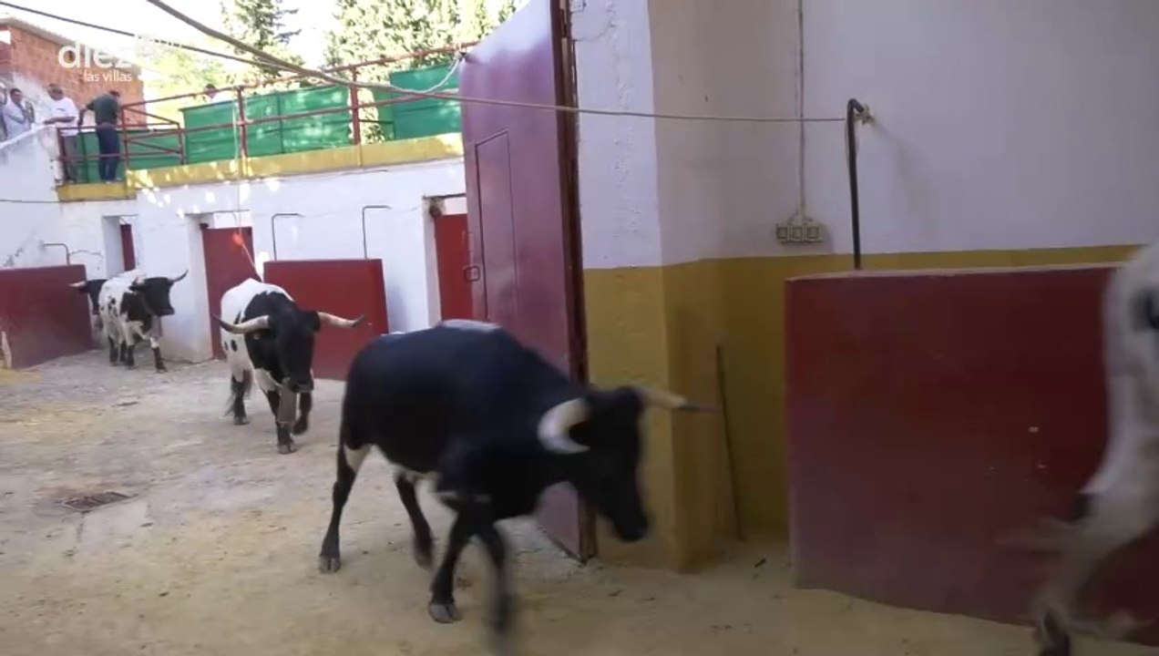 Tamos de feria ´24 | Segundo encierro Vva | Parte 1
