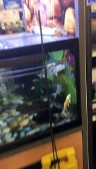 Fish   in Pet Smart  Frisco Texas USA