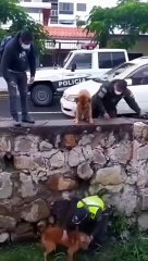 dog rescue operation 개 구출작전 köpek kurtarma operasyonu