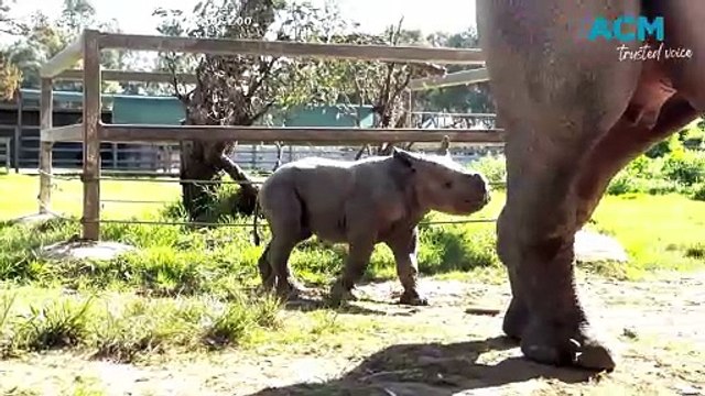Black Rhino born at Taronga Western Plains Zoo | Daily Liberal | September 2024
