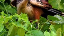 Hoatzin - the descendant of Dinosaurs  amazing animals  nature wildlife