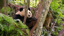 Giant Panda - The Resident of Asia  See Panda Behavior  Wild Life  Wild Animals