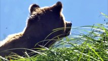 BEAR CUBS EXPLORING THE WORLD FOR THE FIRST TIME  Brown Bear with cubs