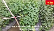 cucumbers and watermelons semi-hydroponic growing model