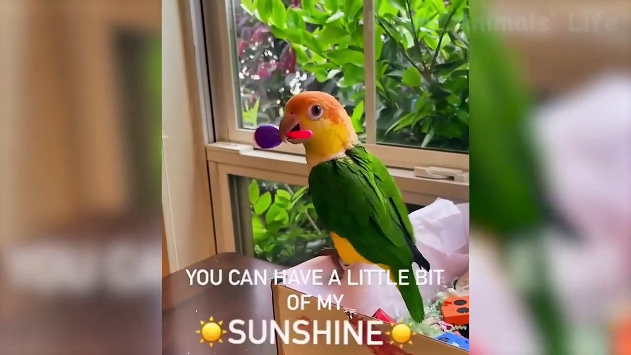 Funniest Animal Videos 2024 l Funny Animals Videos