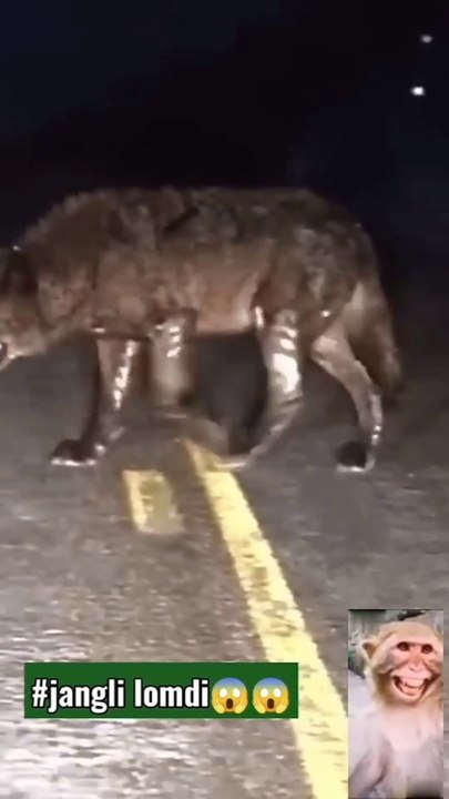 भेड़िया का कहरshorts,short,#shorts,fail shorts,viral shorts,shorts viral,shorts ideas,funny shorts,comedy shorts,youtube shorts,shorts creator,shorts popular,royalty family shorts,royalty family short,shortvideos,art,norris nuts,origami shoe,hair tutorial