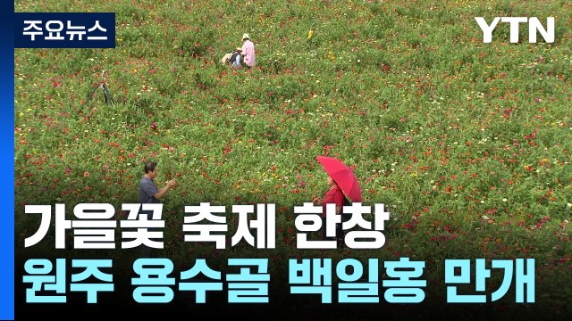 꽃 구경 오세요 ...알록달록 가을꽃 활짝 / YTN