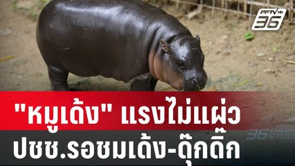 "หมูเด้ง" แรงไม่แผ่ว ปชช.รอชมเด้ง-ดุ๊กดิ๊กเช้ามืด |  เที่ยงทันข่าว | 22 ก.ย. 67