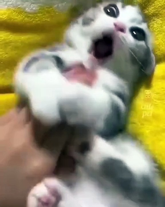 Funny Cats