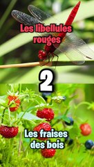 Le jargon militaire expliqué 🪖