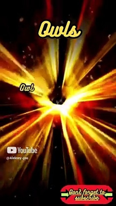 Animal Facts    Owls   #shorts